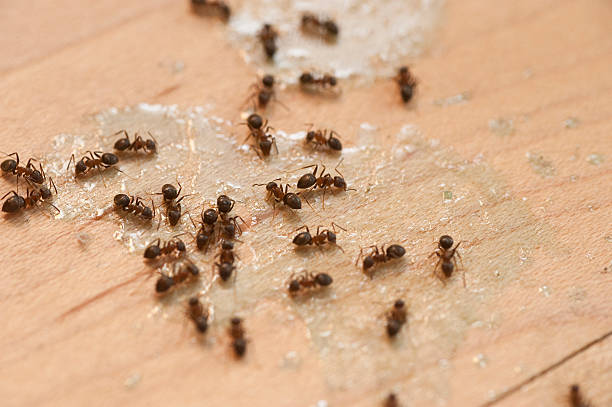 Best Pest Control Near Me  in West Yarmouth, MA