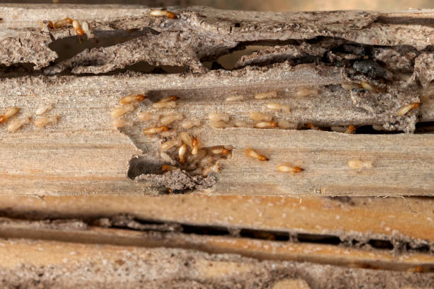 Best Wildlife Control Services  in West Yarmouth, MA